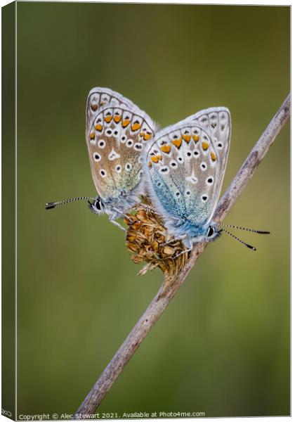 A Pair of Common Blue Butterflies Canvas Print by Alec Stewart
