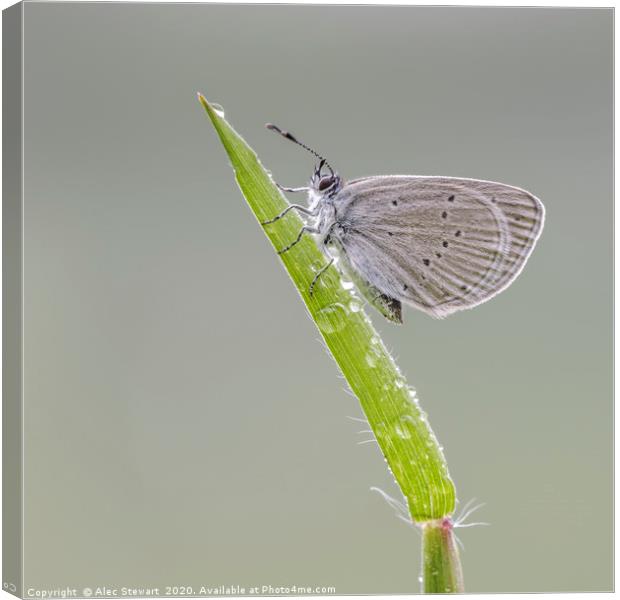 Small Blue Butterfly  Canvas Print by Alec Stewart
