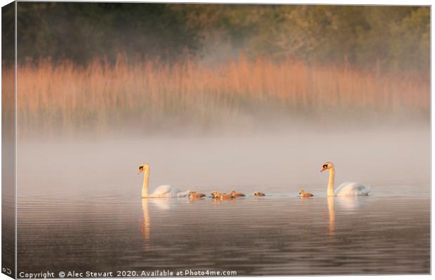 Mute Swans and Cygnets Canvas Print by Alec Stewart