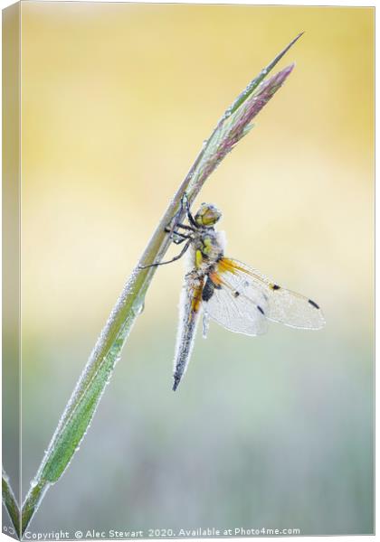 Four Spot Chaser Dragonfly Canvas Print by Alec Stewart