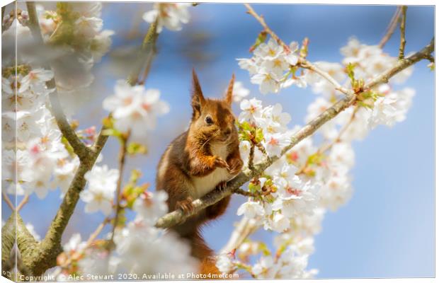 Red Squirrel amongst the blossom Canvas Print by Alec Stewart