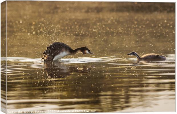 Grebe and Chick Canvas Print by Alec Stewart