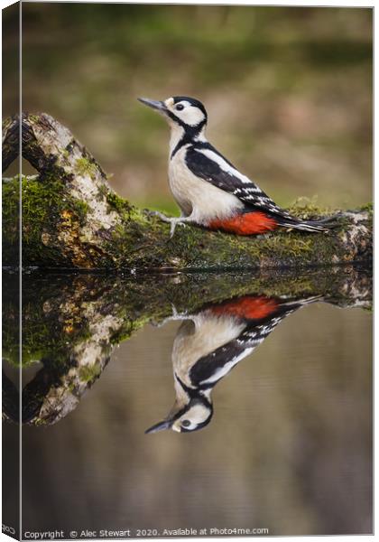 Great spotted woodpecker Canvas Print by Alec Stewart