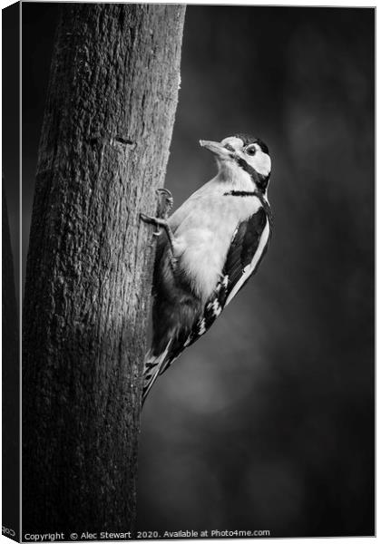 Great spotted woodpecker in Mono Canvas Print by Alec Stewart