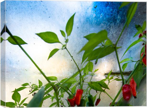 Chillies - homage to Turner  Canvas Print by Steve Taylor