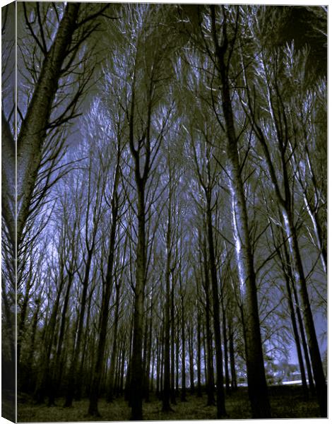 Cathedral of trees.  Canvas Print by Steve Taylor
