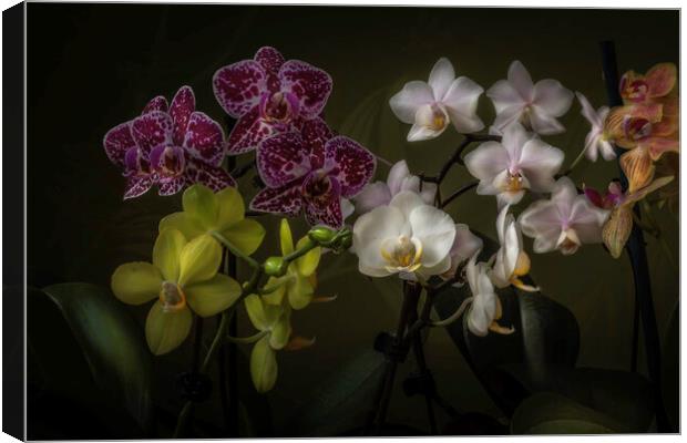 The drift of orchids. Canvas Print by Steve Taylor