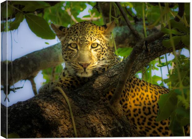 Leopard in dappled shade. Canvas Print by Steve Taylor