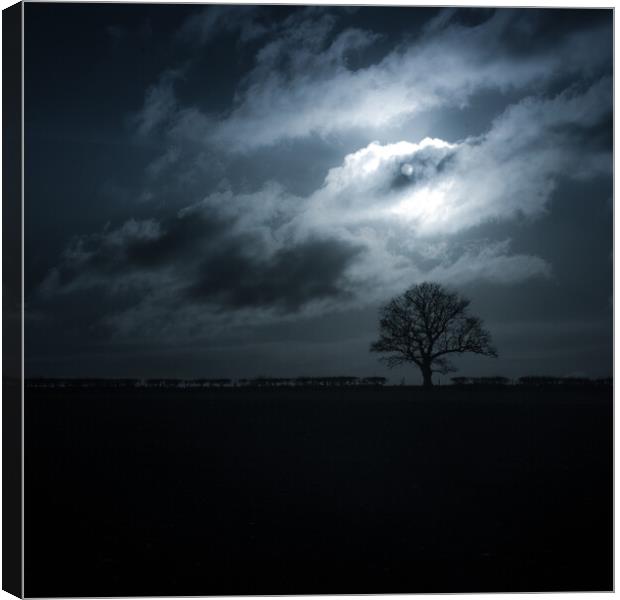 Moon washed oaktree  Canvas Print by Steve Taylor