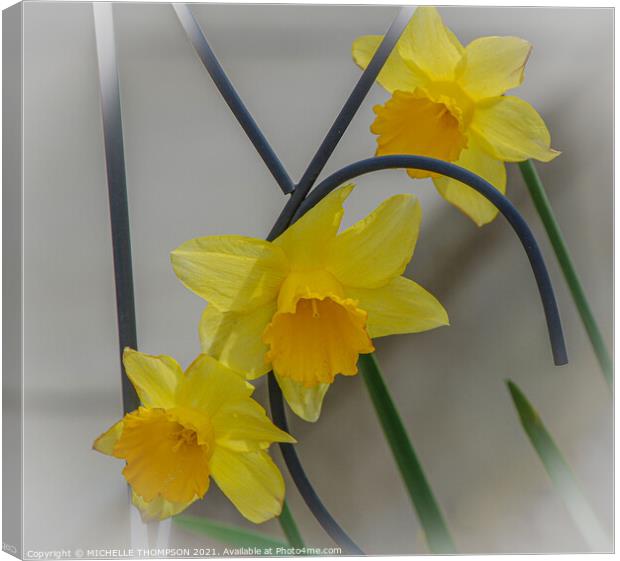 Three daffodils  Canvas Print by MICHELLE THOMPSON