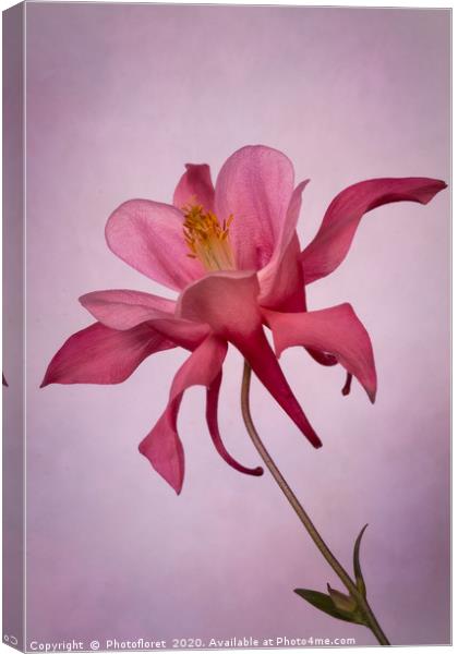 Pink Aquilegia Canvas Print by  Photofloret