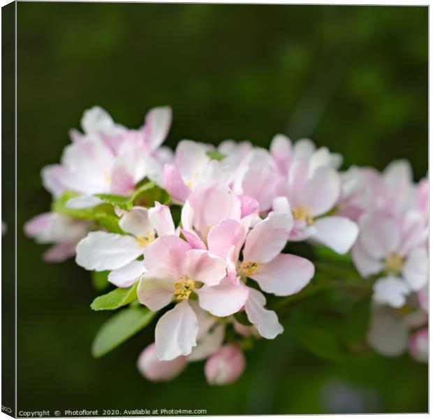 Apple Blossom Canvas Print by  Photofloret