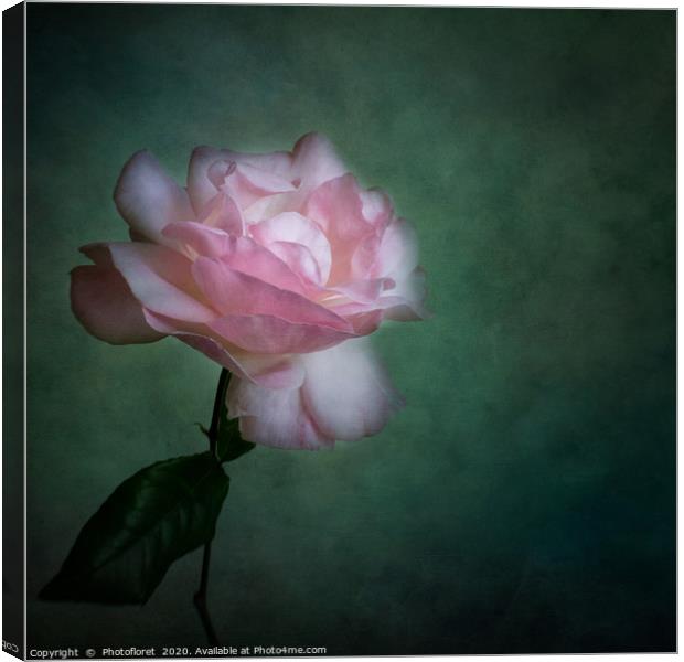 Pink Rose Canvas Print by  Photofloret