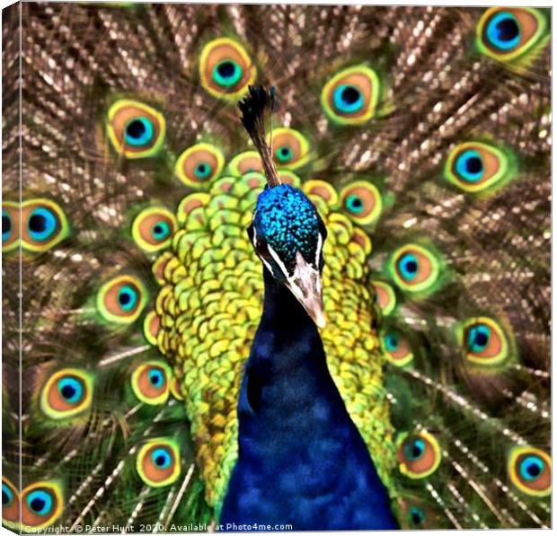 Peacock Canvas Print by Peter Hunt