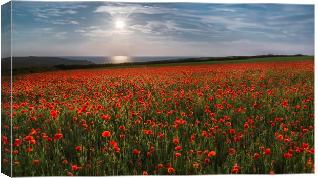 Sun over Poppies, West Pentire, Cornwall Canvas Print by Mick Blakey