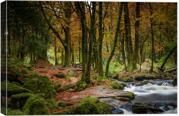 Autumn Woodland, Golitha Falls, Cornwall Canvas Print by Mick Blakey