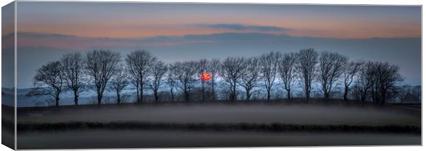 Moorland Tree Silhouettes, Dartmoor, Devon Canvas Print by Mick Blakey