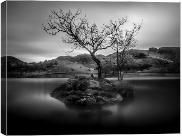 Lone Tree, Rydal Water, Lake District, Cumbria Canvas Print by Mick Blakey