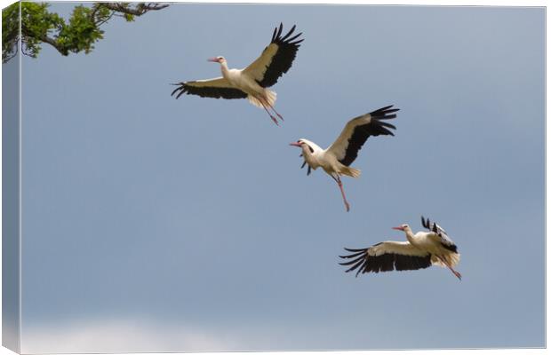 Stork Approaching Nest Canvas Print by Mark Jones