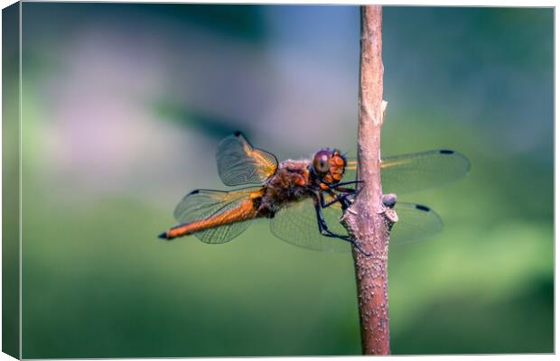 Scarce Chaser Dragonfly Canvas Print by Mark Jones