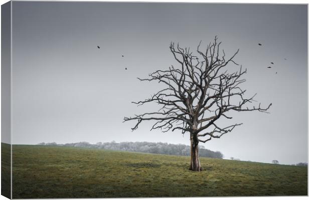 Tree in a Sussex Field Canvas Print by Mark Jones