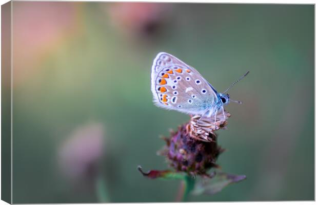 Common Blue Butterfly Canvas Print by Mark Jones