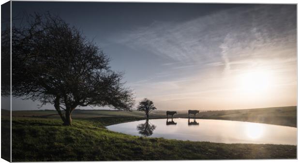 Dew Pond with Cows Canvas Print by Mark Jones