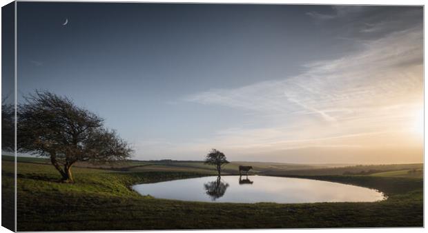 Dew Pond with Cow and Moon Canvas Print by Mark Jones