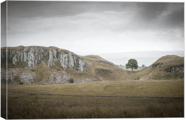 Sycamore Gap and Whin Sill Canvas Print by Mark Jones