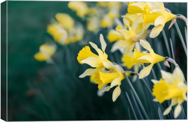 Daffodils Canvas Print by Mark Jones