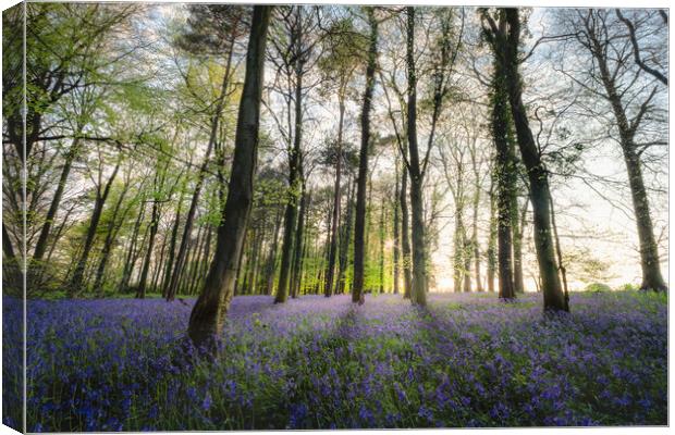 Bluebells Wood in Sunlight Canvas Print by Mark Jones
