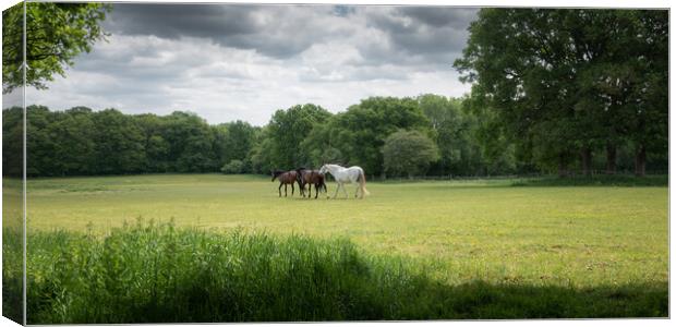 Horses in a Green Field, West Sussex Canvas Print by Mark Jones