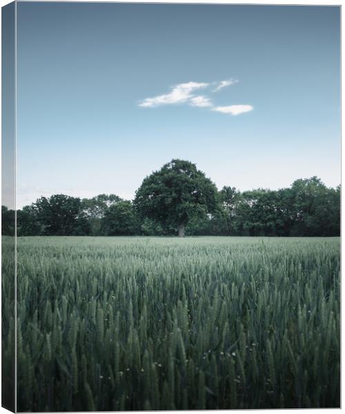 Tree in Field Canvas Print by Mark Jones