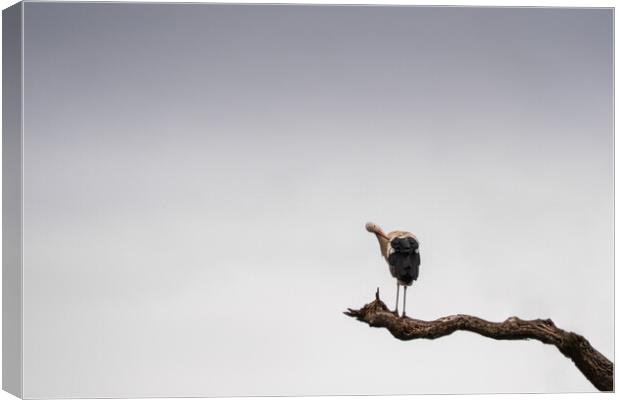 Stork Stalking Canvas Print by Mark Jones