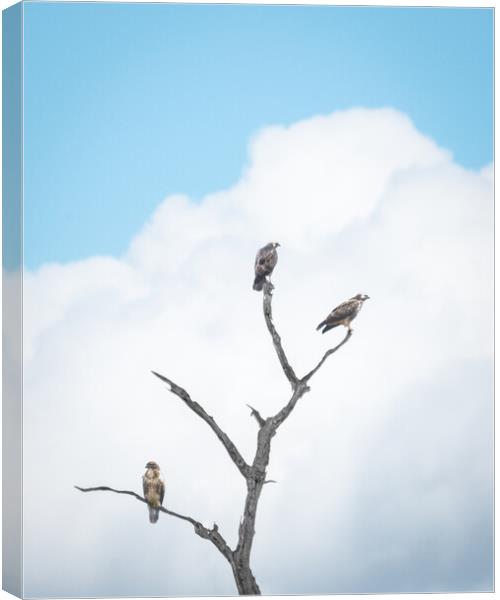 Buzzard Tree Canvas Print by Mark Jones