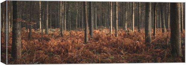 Woods in Autumn Canvas Print by Mark Jones