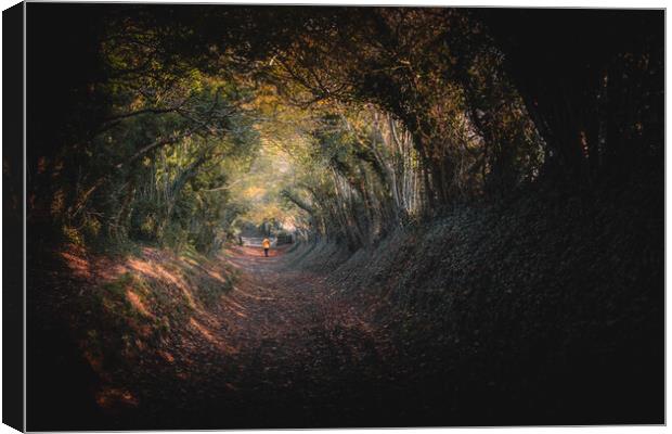 Halnaker Tree Tunnel Canvas Print by Mark Jones