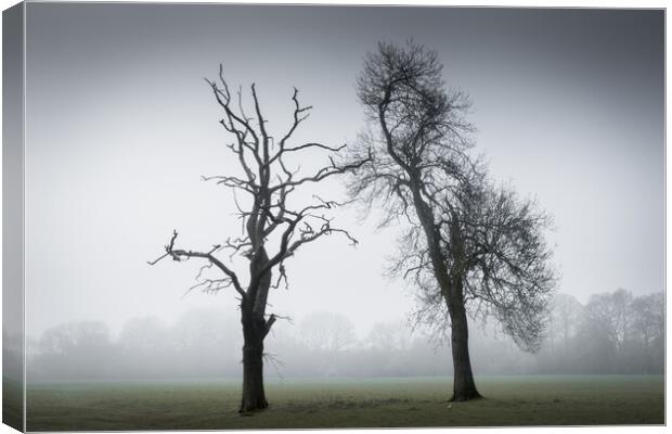 Two Trees in the Mist Canvas Print by Mark Jones