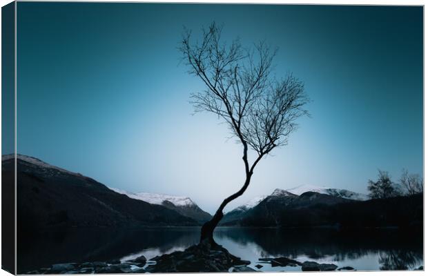 Lonely Tree Canvas Print by Mark Jones