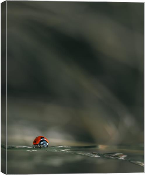 Ladybird Canvas Print by Mark Jones