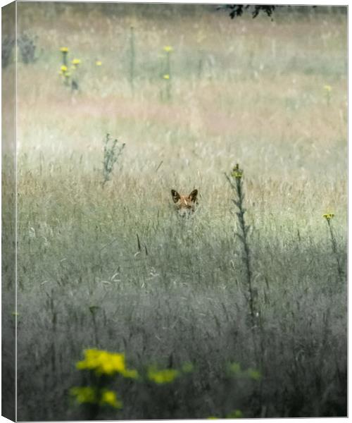 Reynard the Fox Canvas Print by Mark Jones