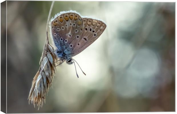 Pastel Butterfly Canvas Print by Mark Jones