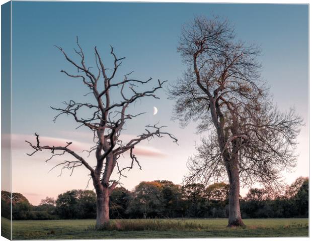 Two Trees in a Field, with Moon Canvas Print by Mark Jones