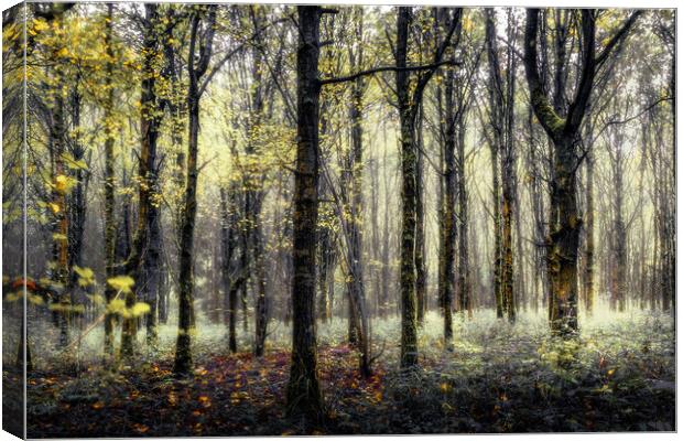 Enchanted Woods Canvas Print by Mark Jones