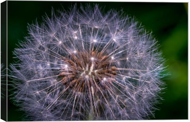 Dandelion Clock Canvas Print by Mark Jones