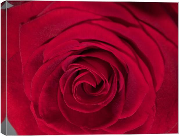 Detail view on the blossoms of red roses Canvas Print by Erik Lattwein