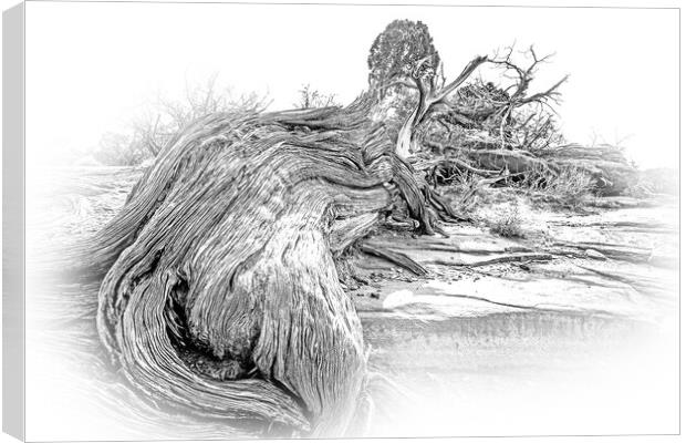 Dry rotten trees in the desert of Utah Canvas Print by Erik Lattwein