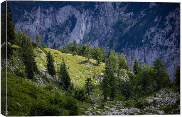 Fir trees on the mountains of the Austrian Alps Canvas Print by Erik Lattwein