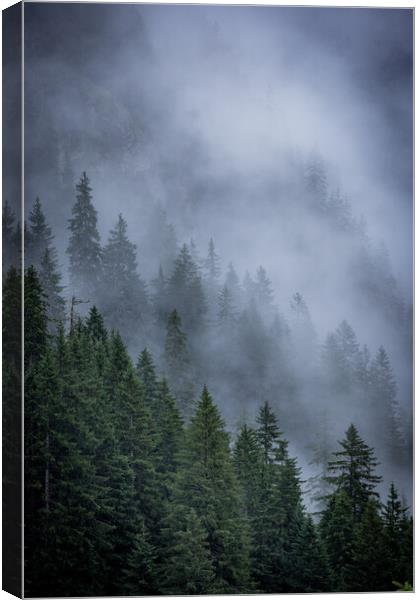 Mist in the fir tree forest of the Austrian Alps - great mountain view Canvas Print by Erik Lattwein