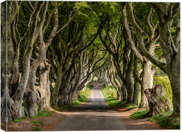 The Dark Hedges - a famous location in Northern Ir Canvas Print by Erik Lattwein